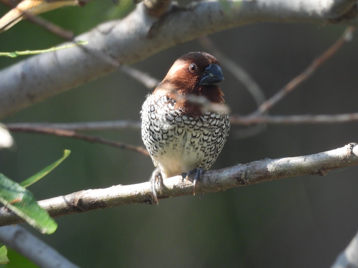 Scaly-breasted Munia - ML620243139