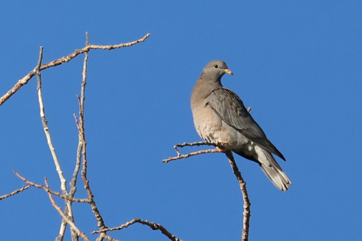 Band-tailed Pigeon - ML620243140