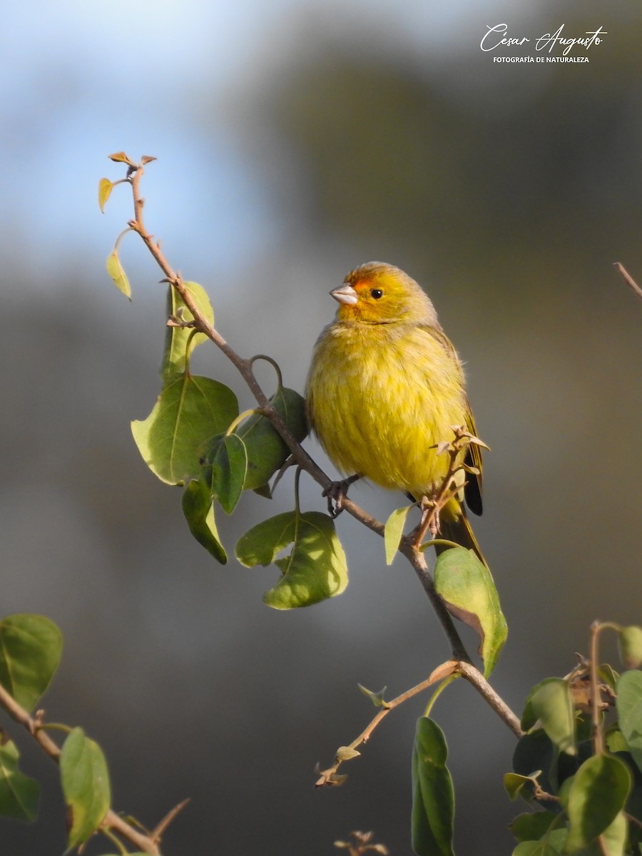 Saffron Finch - ML620243142