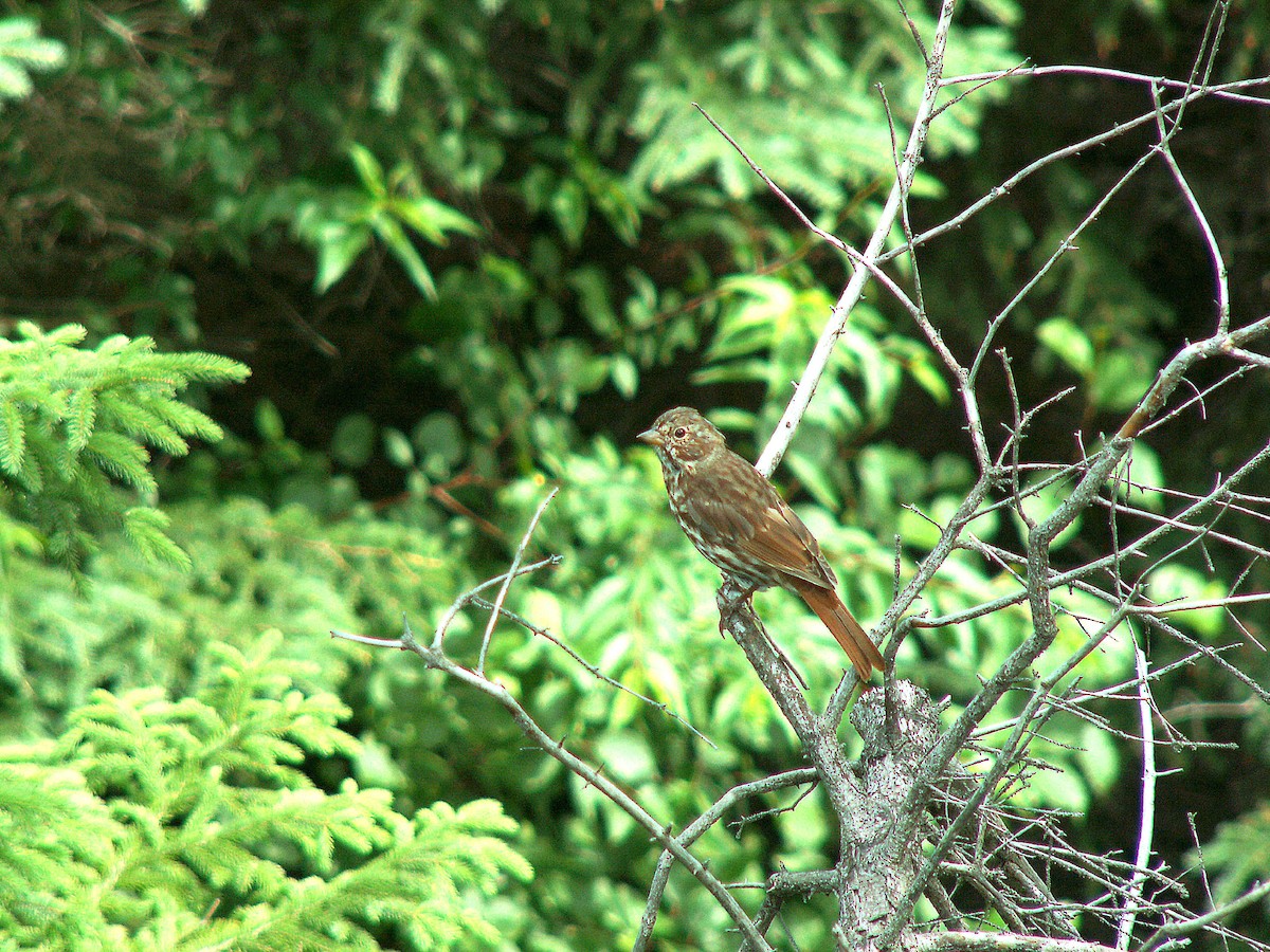 Fox Sparrow - ML620243143