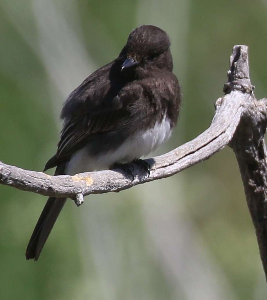 Black Phoebe - ML620243144