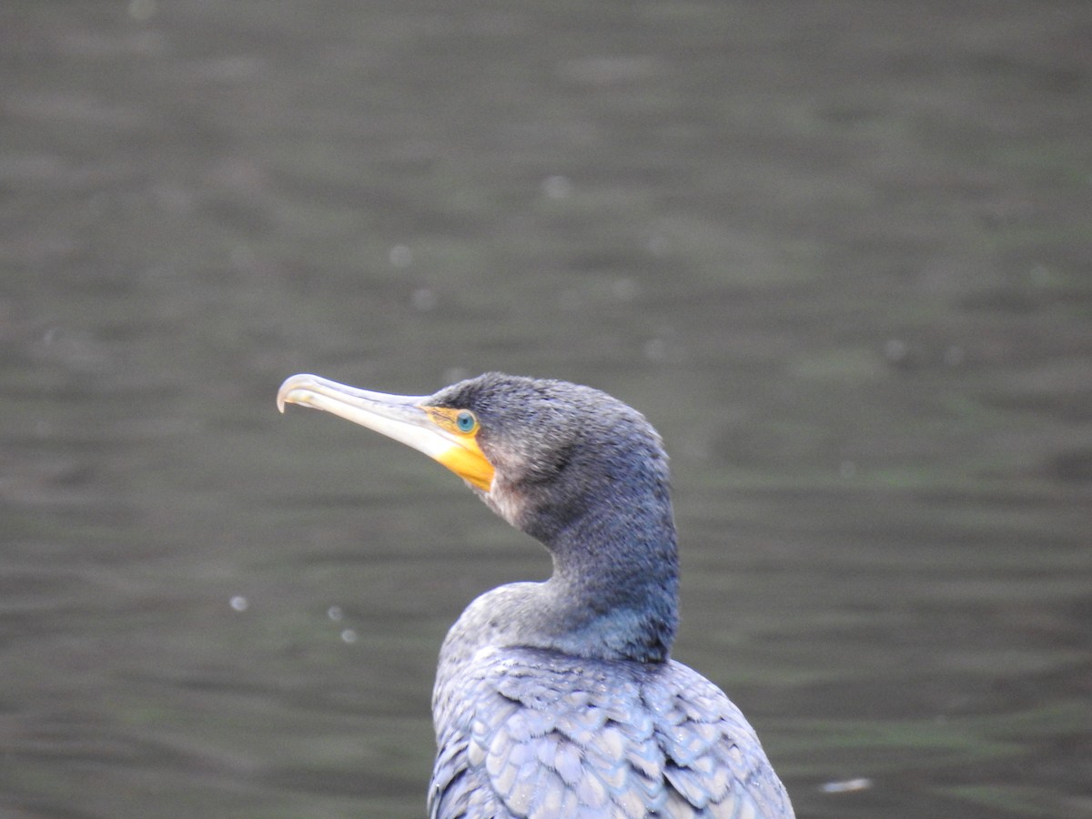 Great Cormorant - ML620243147