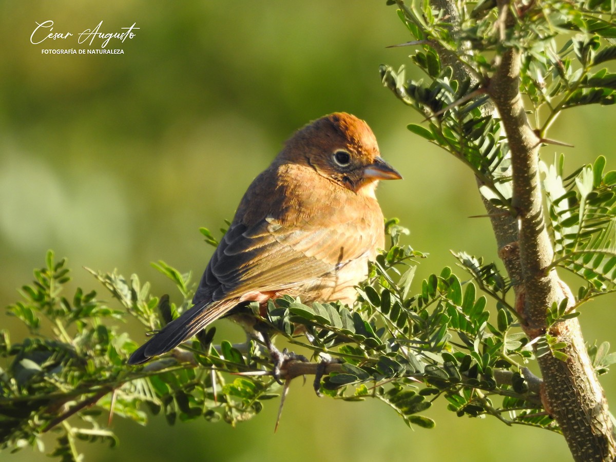 Red-crested Finch - ML620243150