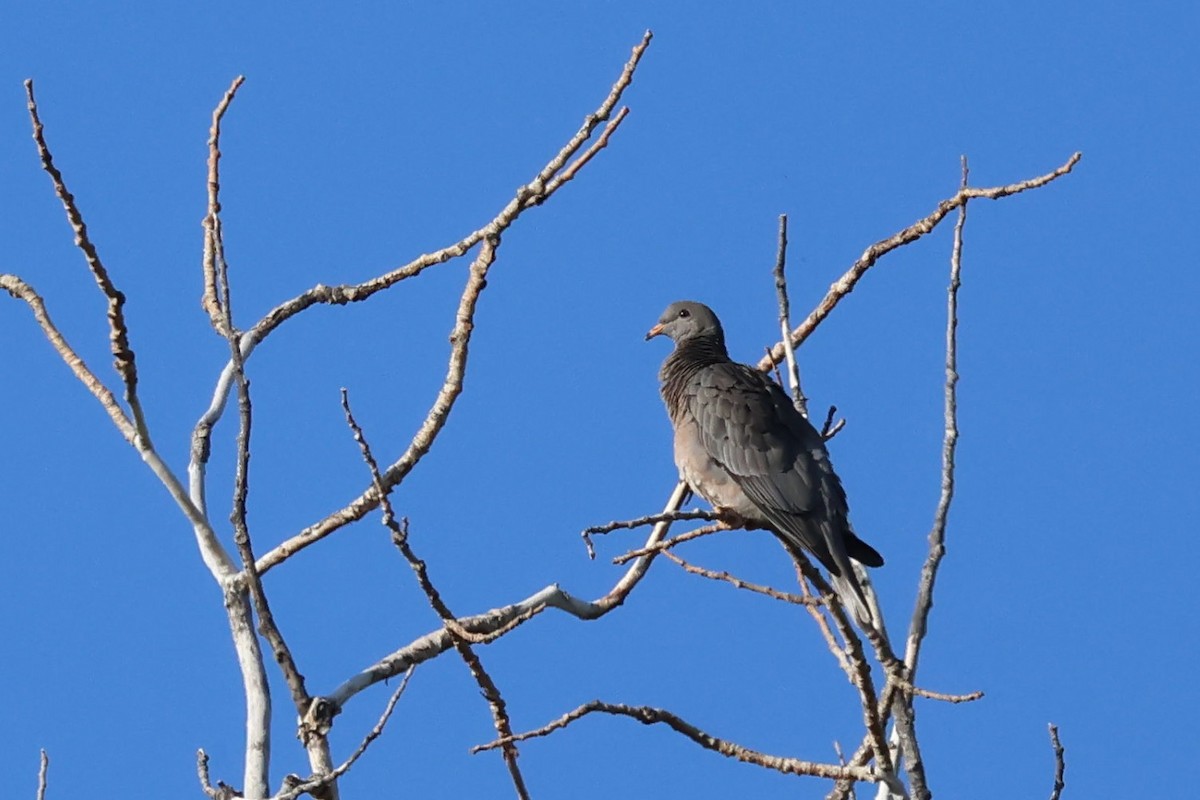 Band-tailed Pigeon - ML620243151