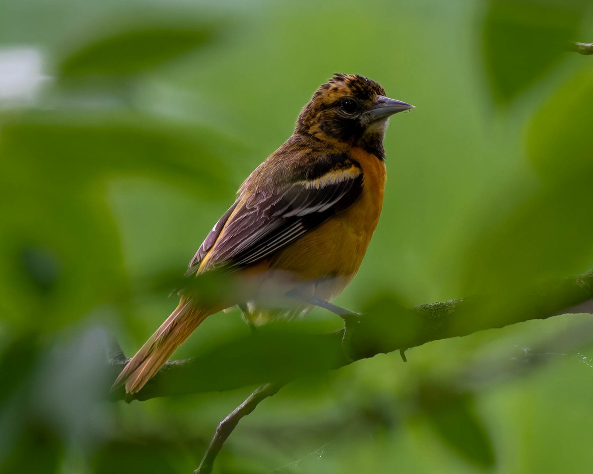 Oriole de Baltimore - ML620243156