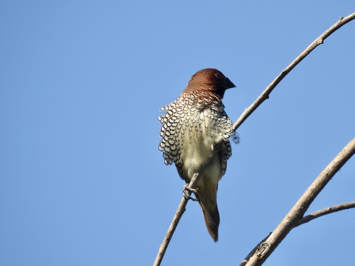 Scaly-breasted Munia - ML620243164