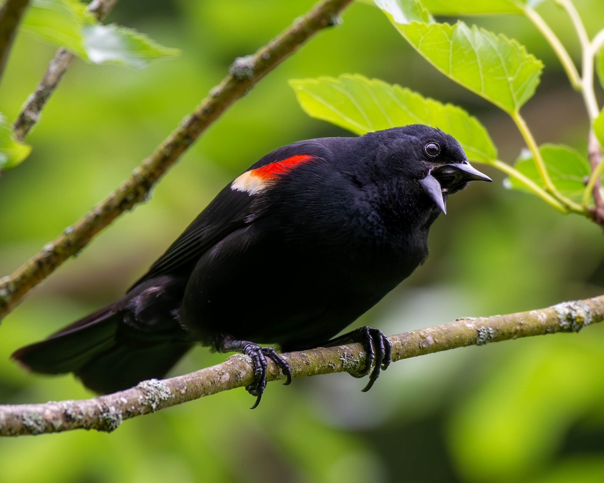 Red-winged Blackbird - ML620243166