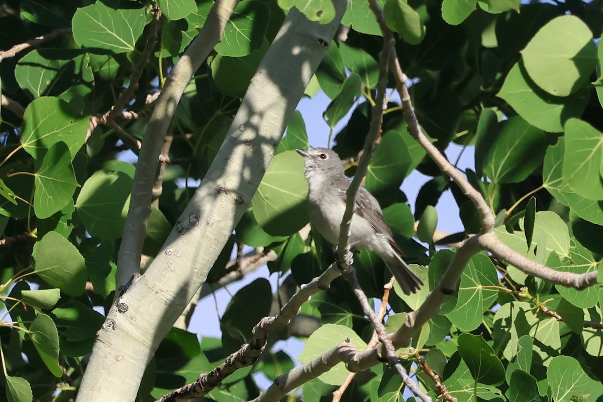 Plumbeous Vireo - ML620243175