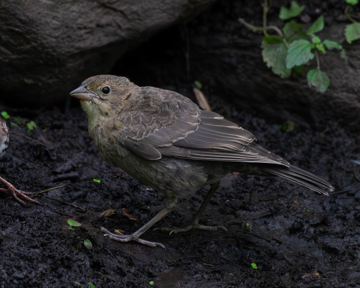 Brown-headed Cowbird - ML620243179