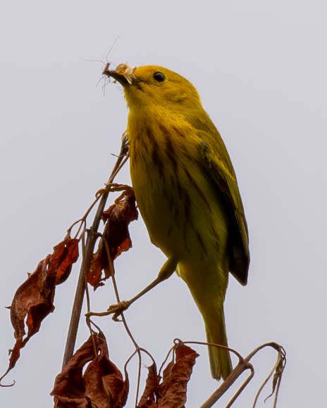 Yellow Warbler - Andrew Nasuti