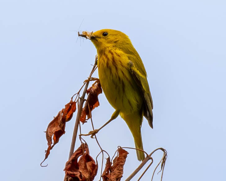 Paruline jaune - ML620243185