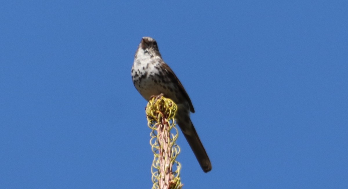 Fox Sparrow (Thick-billed) - ML620243190