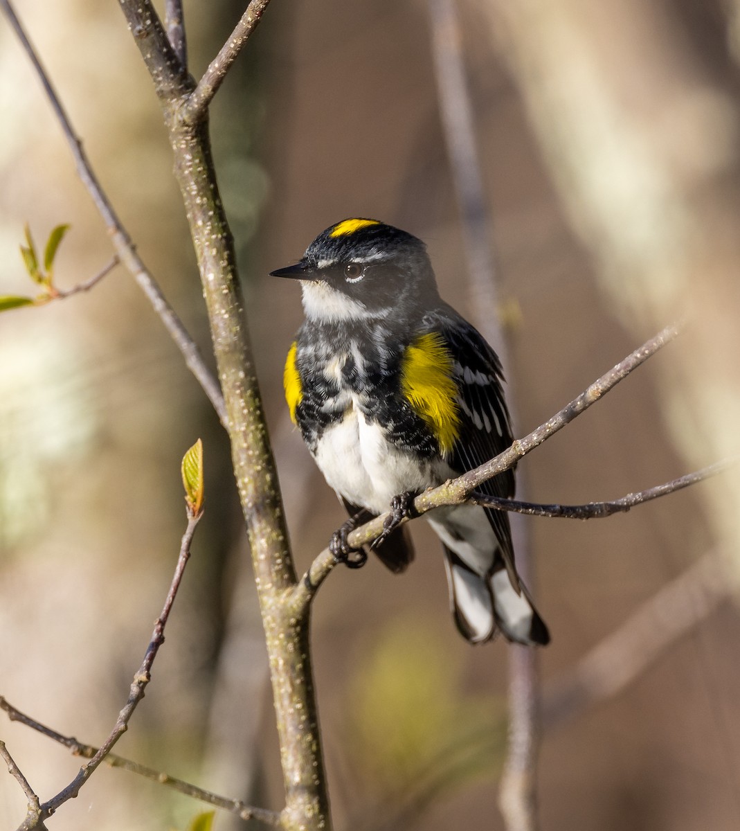 Yellow-rumped Warbler - ML620243191