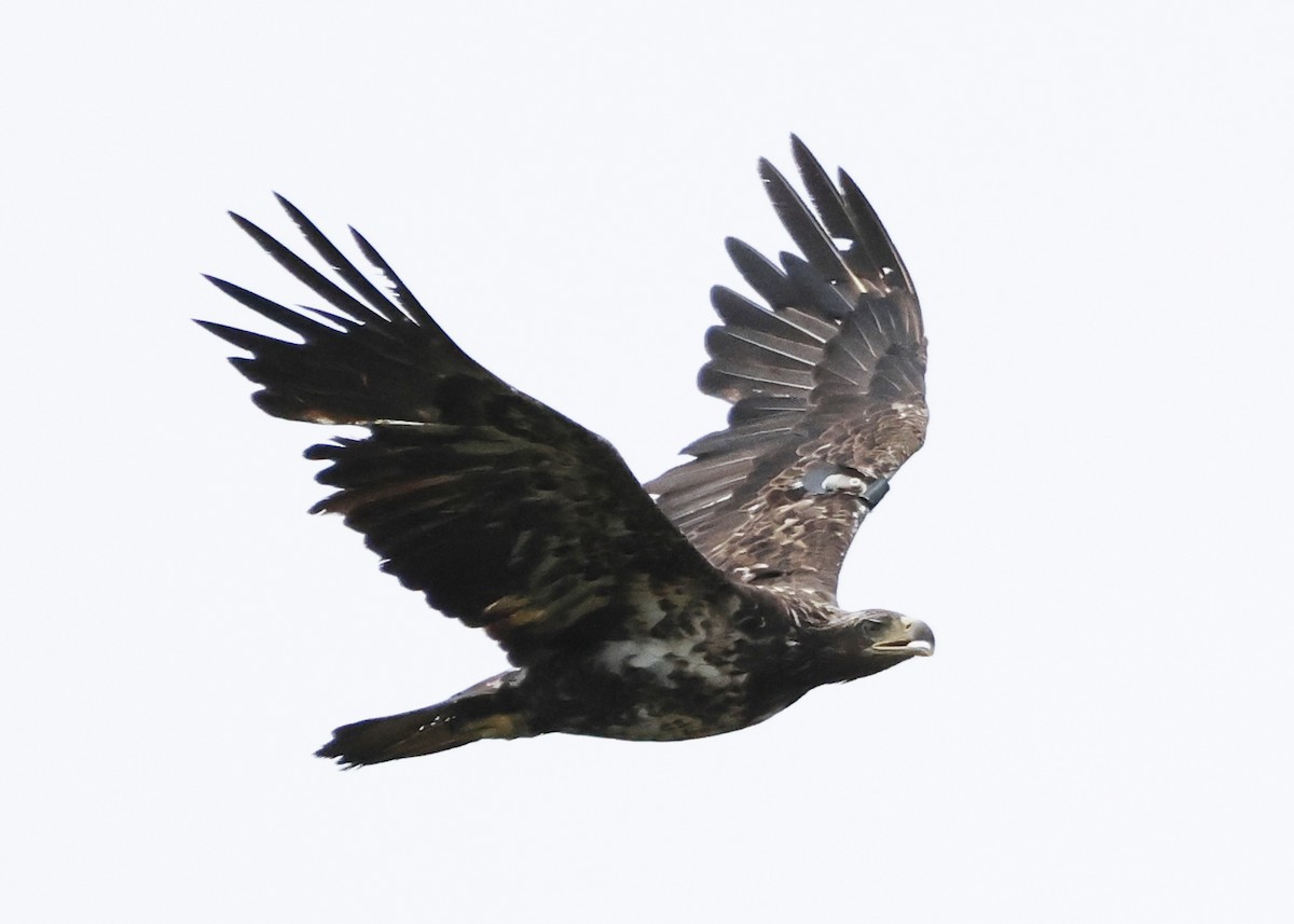 Weißkopf-Seeadler - ML620243192