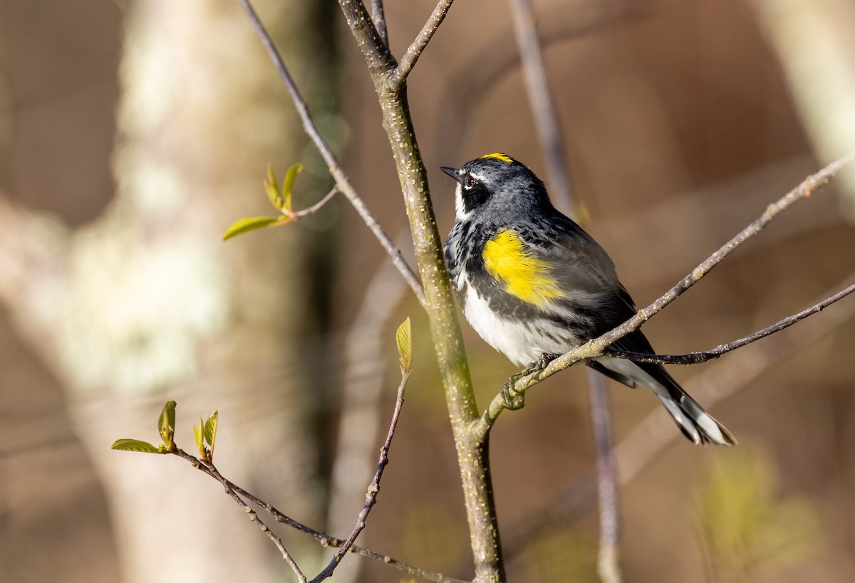 Yellow-rumped Warbler - ML620243194