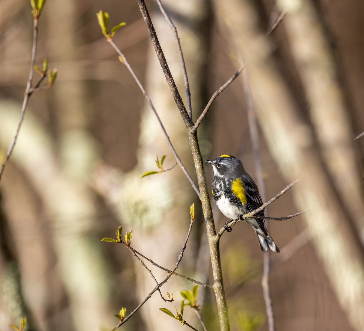 Yellow-rumped Warbler - ML620243195