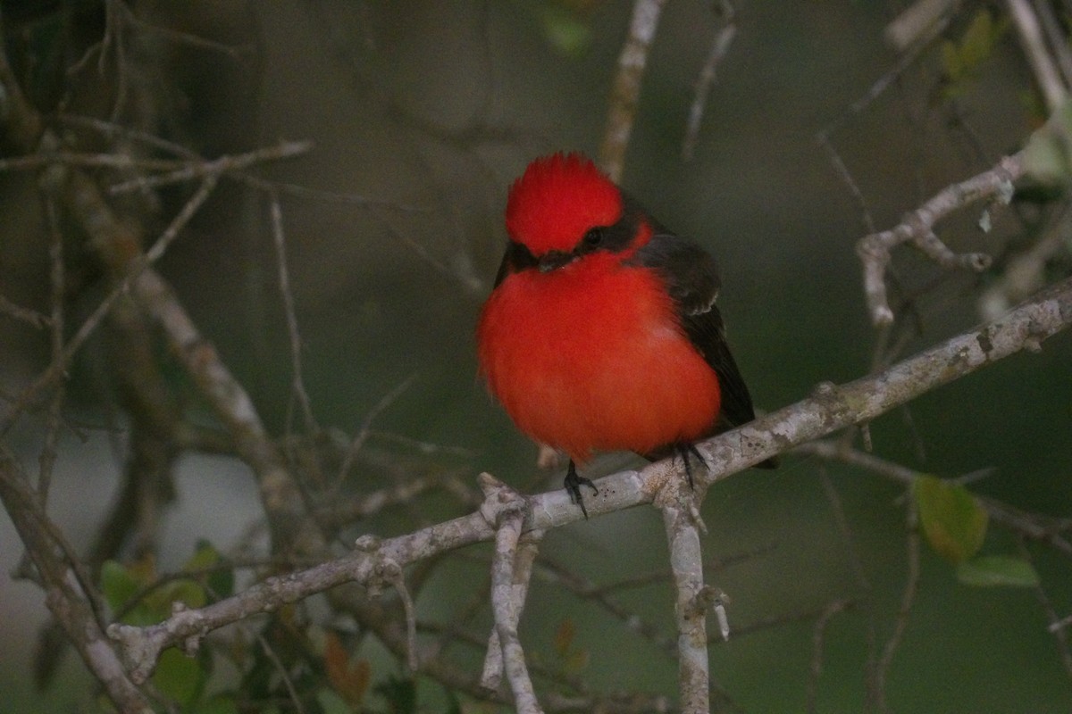 Vermilion Flycatcher - Gustavo Iglesias