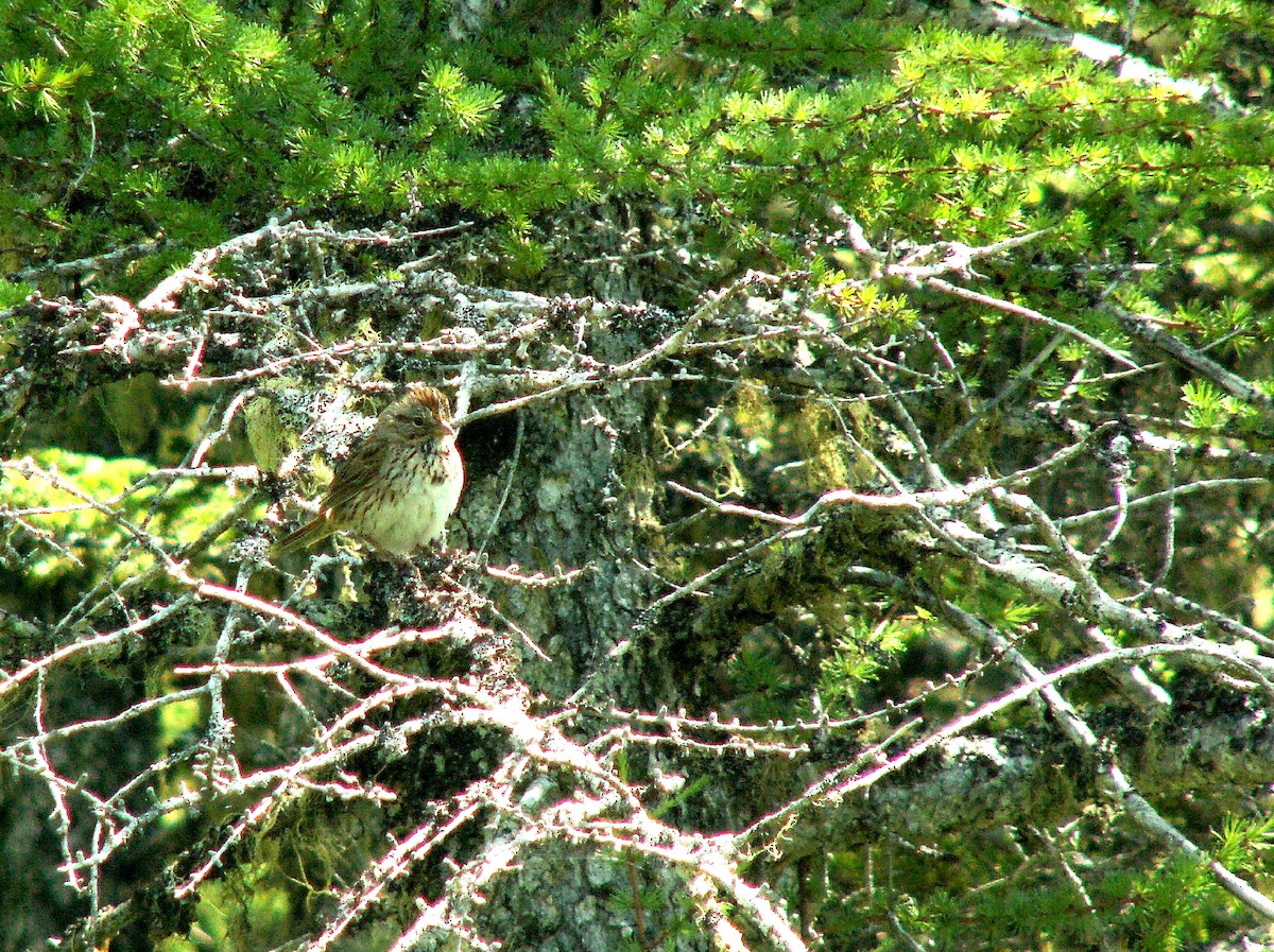 Lincoln's Sparrow - ML620243198
