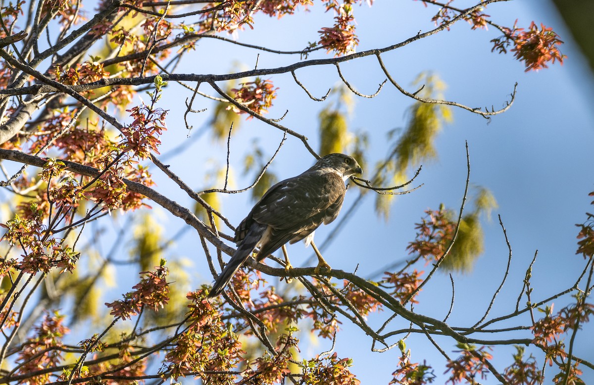 Cooper's Hawk - ML620243200