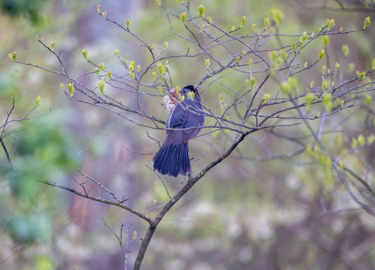 Gray Catbird - ML620243203