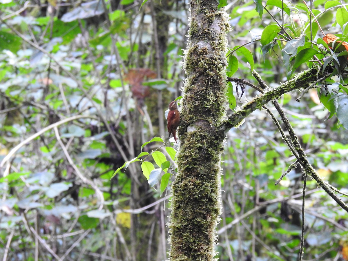 Ruddy Treerunner - ML620243206