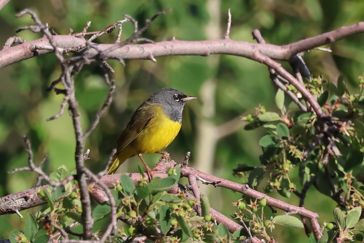 MacGillivray's Warbler - ML620243208