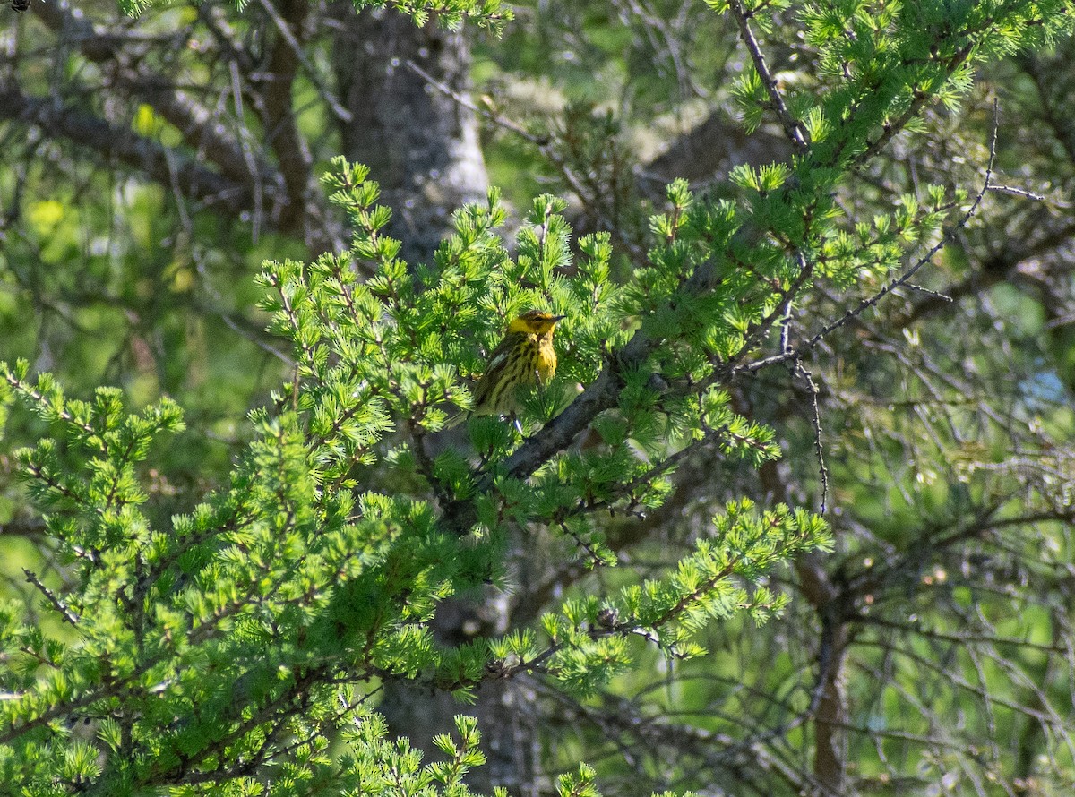 Cape May Warbler - ML620243211