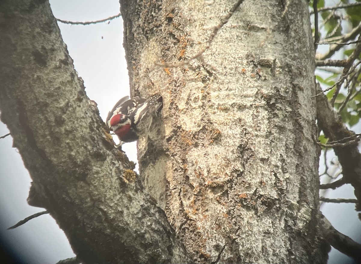 Red-naped Sapsucker - ML620243214