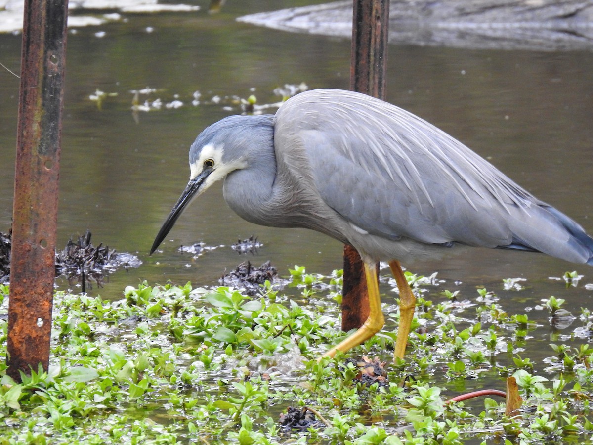 White-faced Heron - ML620243220