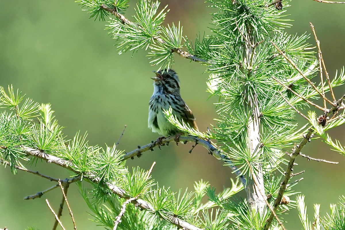 Song Sparrow - ML620243221