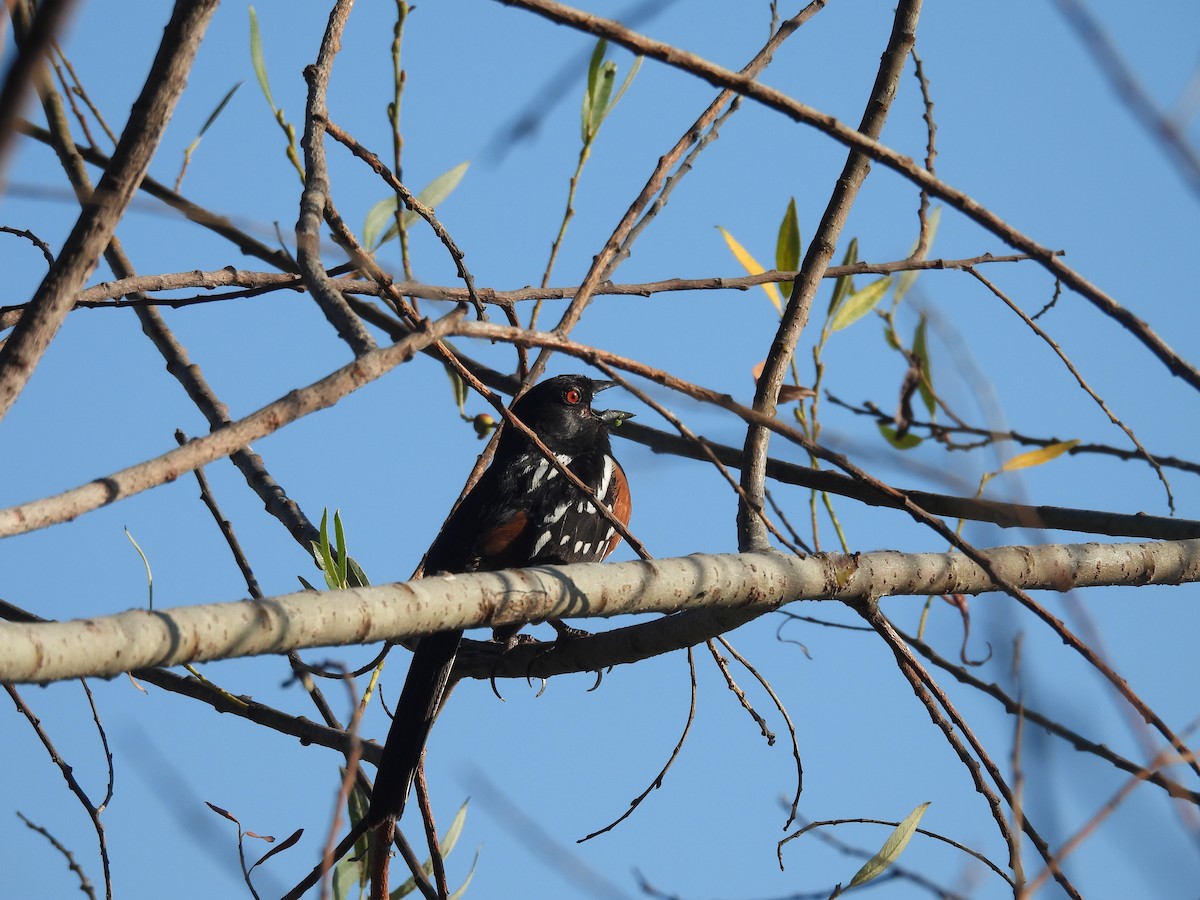 Spotted Towhee - ML620243224