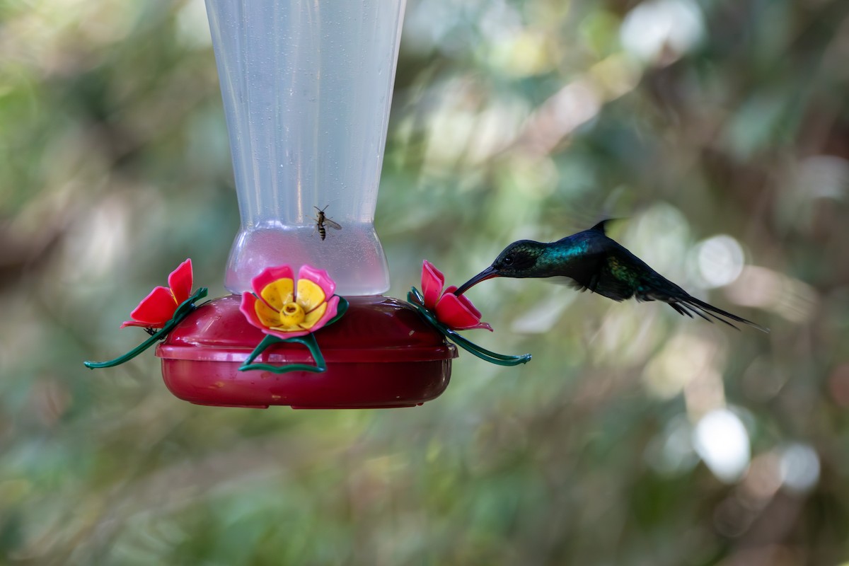 kolibřík šedobřichý - ML620243225