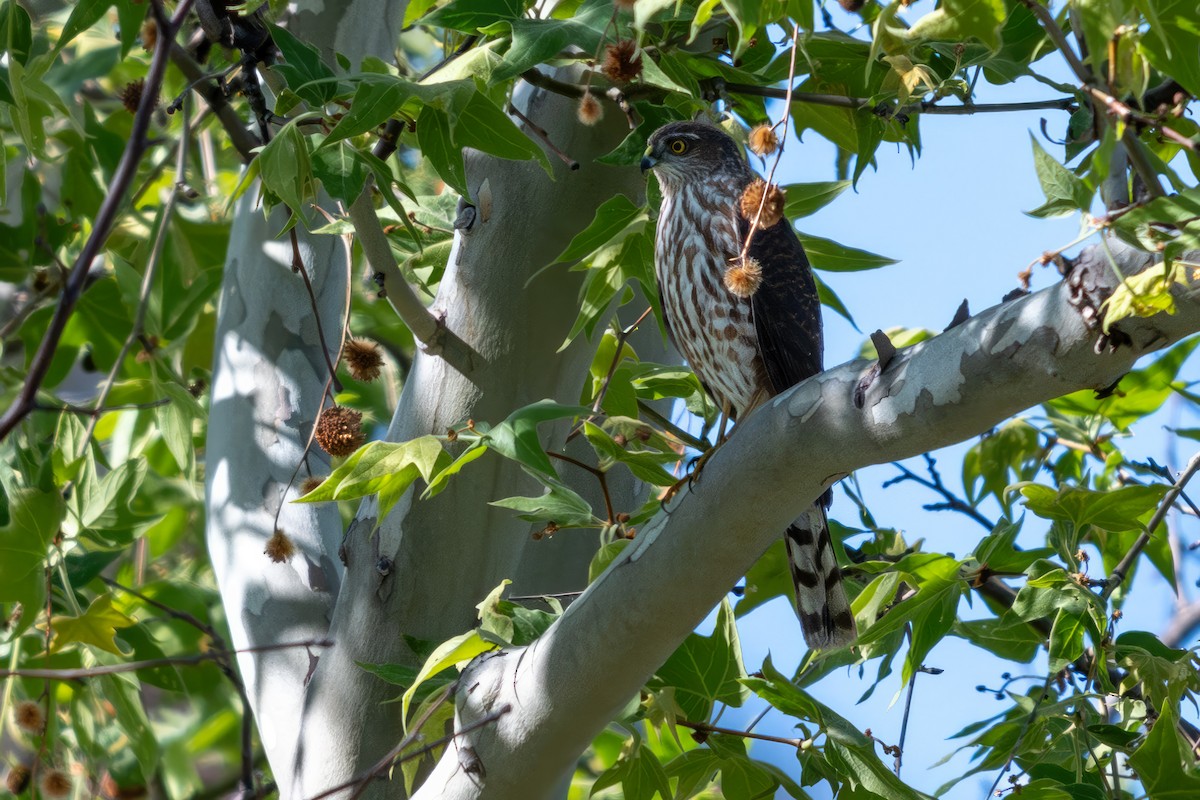 Sharp-shinned Hawk - ML620243233