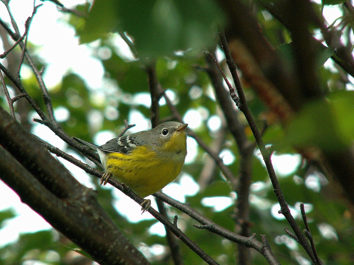 Magnolia Warbler - ML620243241
