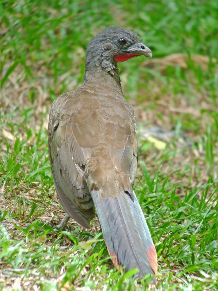 Rufous-vented Chachalaca - ML620243243