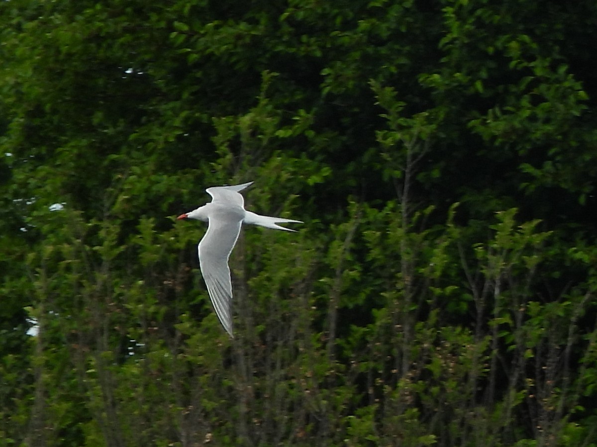 Common Tern - ML620243245