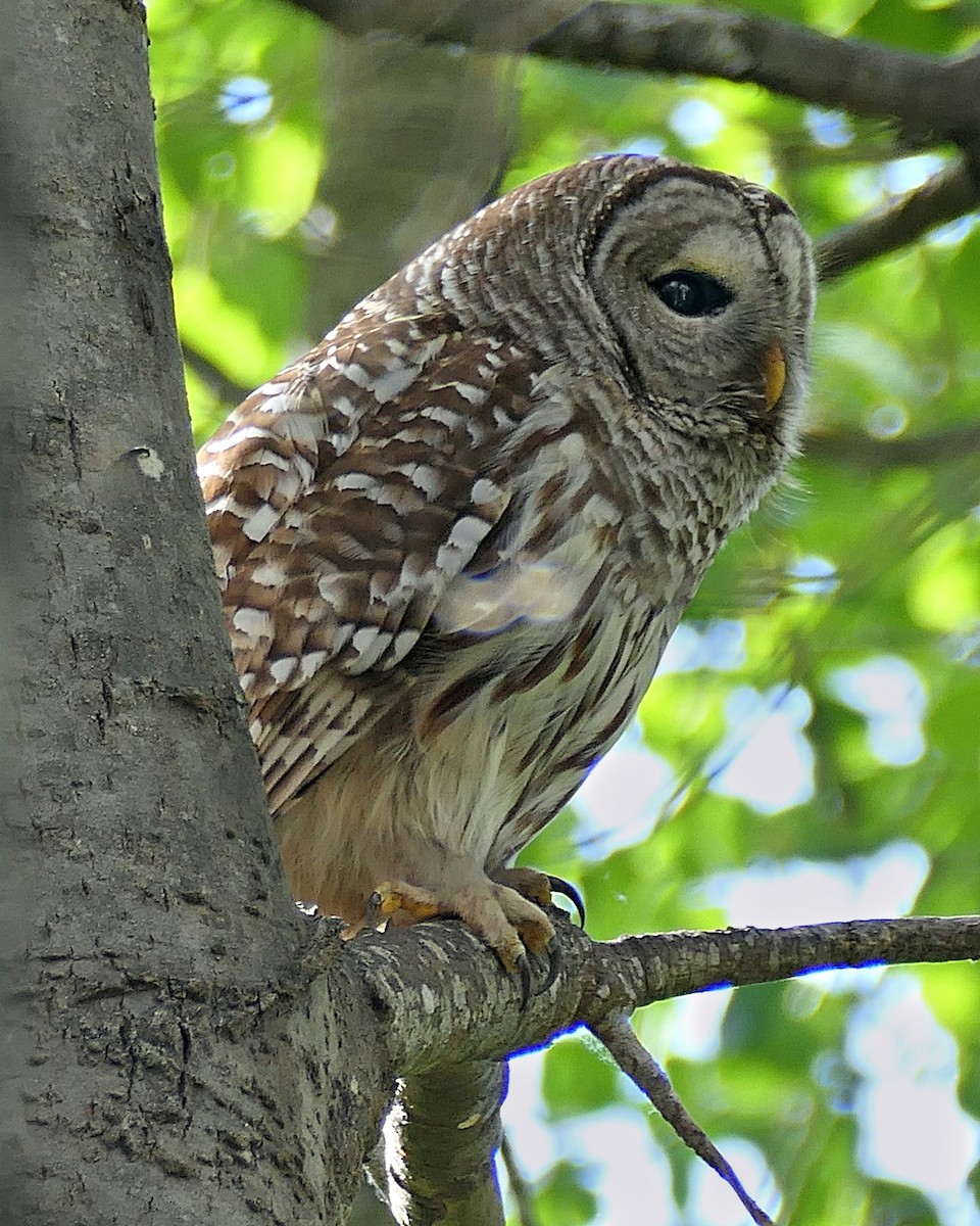 Barred Owl - ML620243282