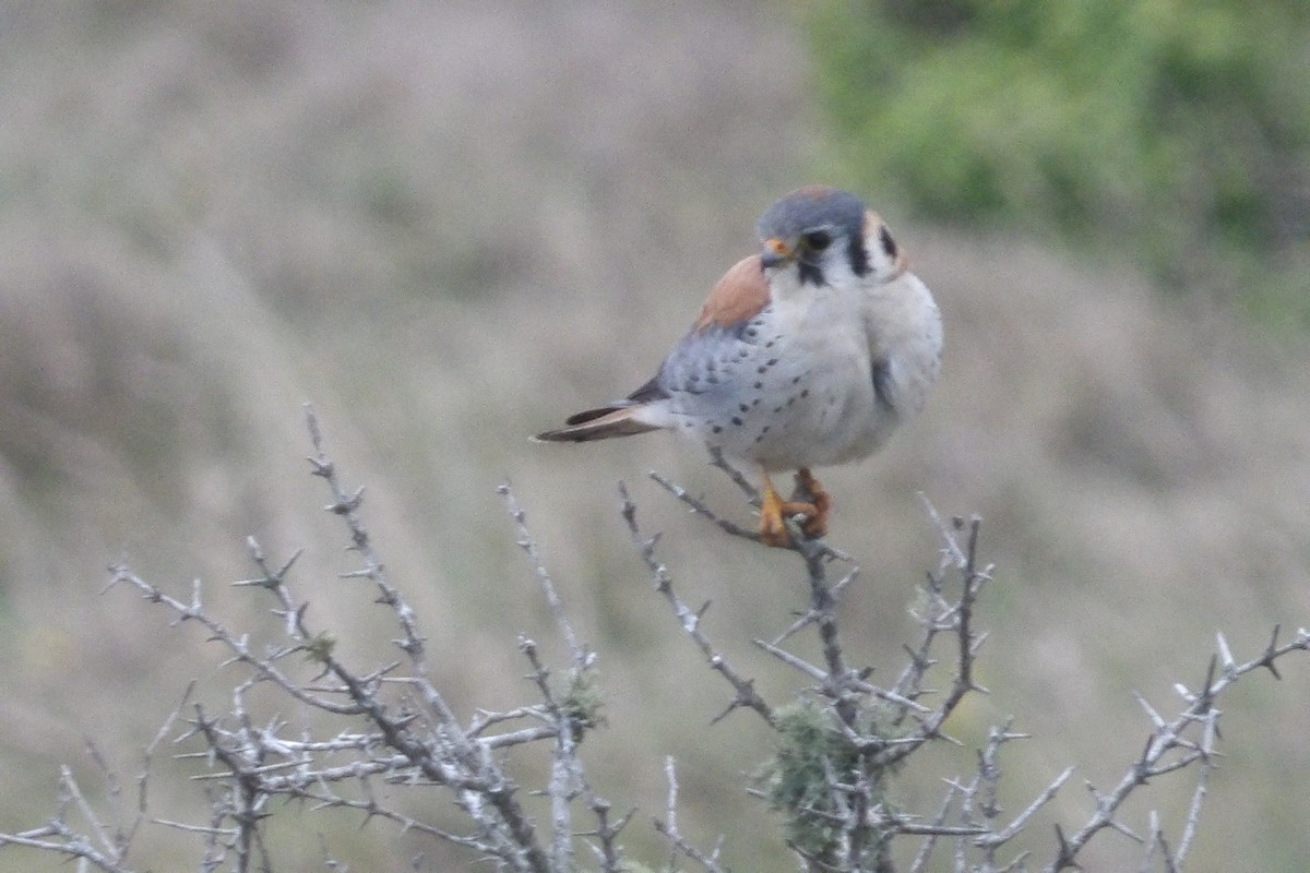 American Kestrel - ML620243284