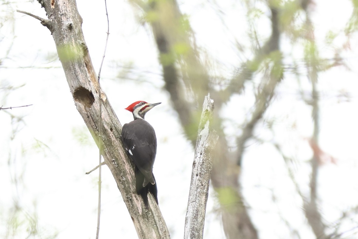 Pileated Woodpecker - ML620243287