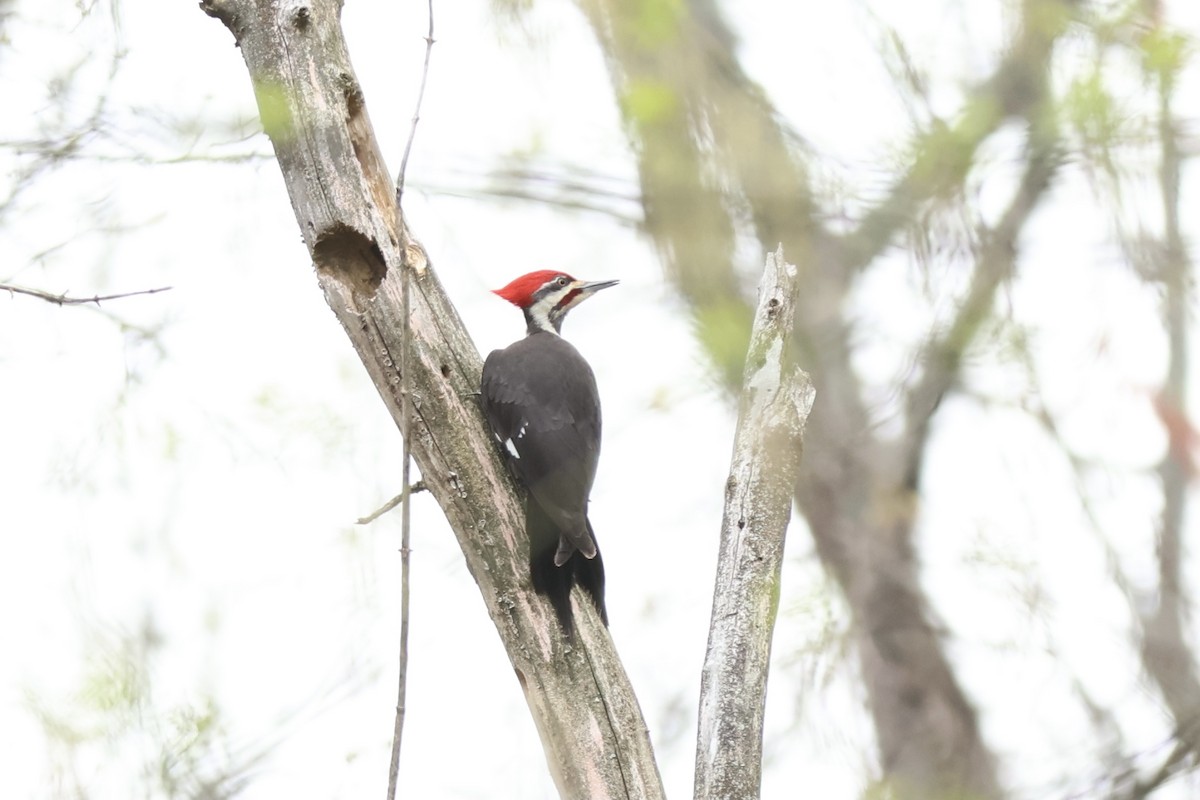 Pileated Woodpecker - ML620243288