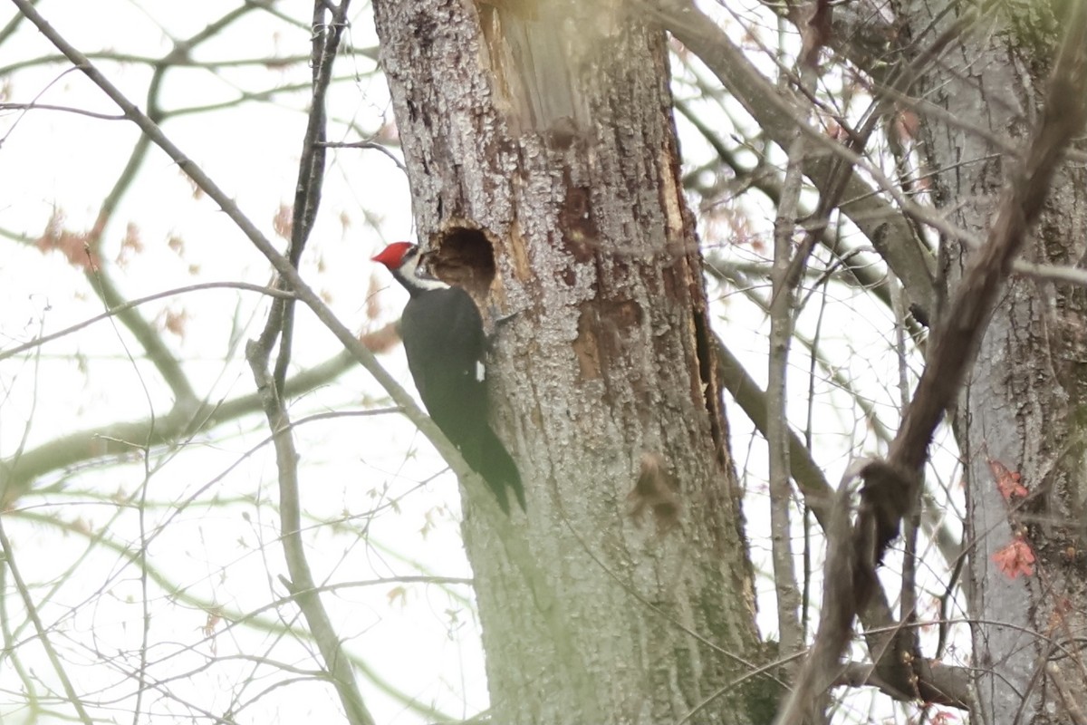 Pileated Woodpecker - ML620243289