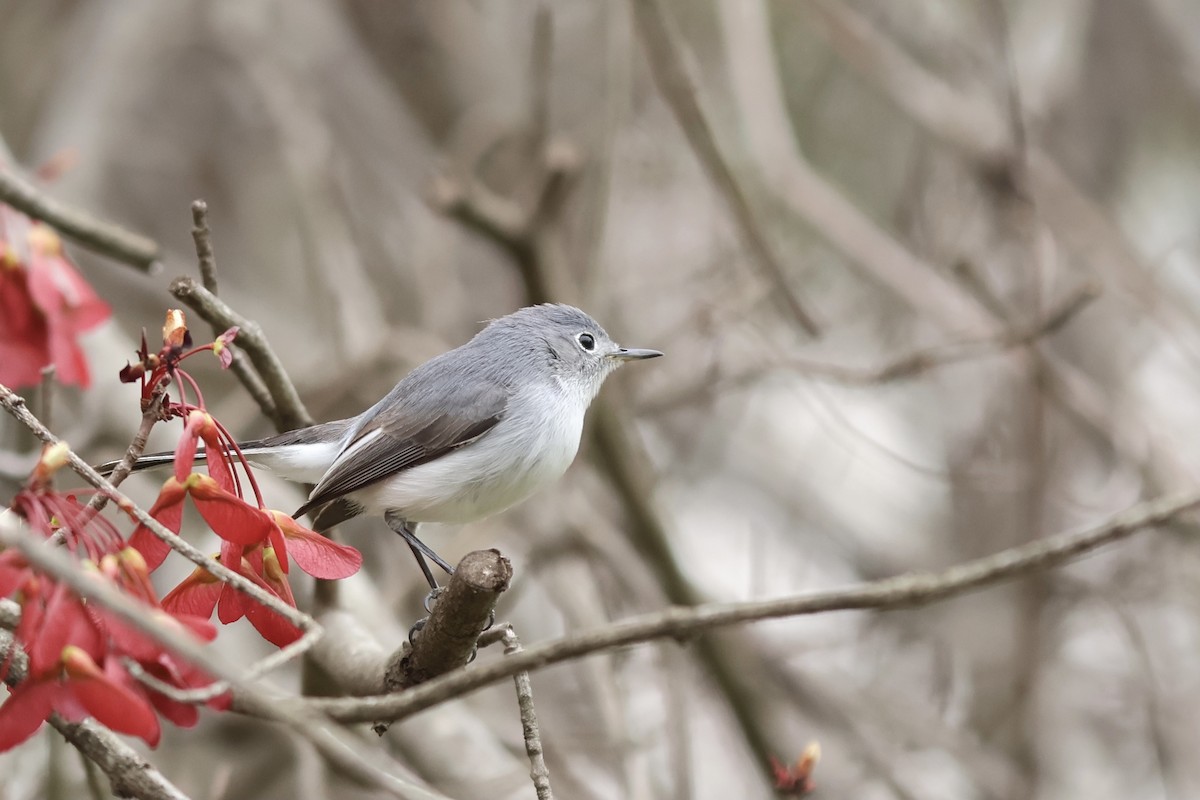 Blue-gray Gnatcatcher - ML620243300