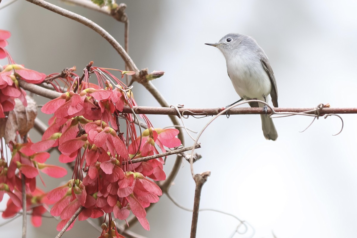 Blue-gray Gnatcatcher - ML620243301