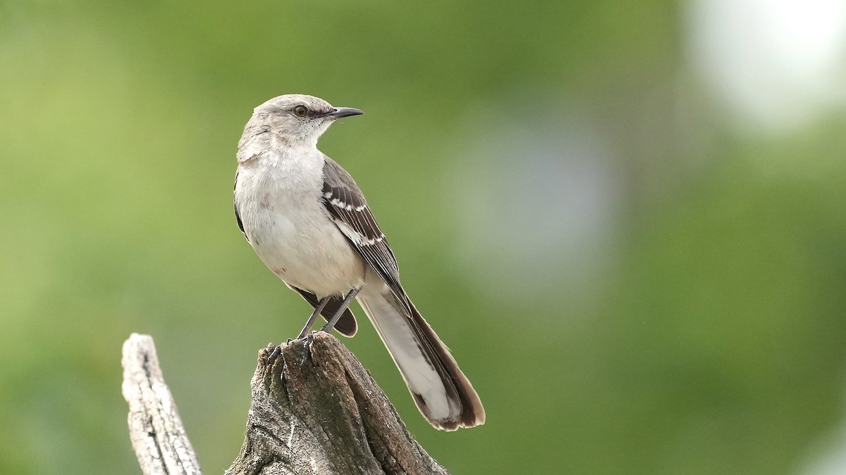 Northern Mockingbird - ML620243305