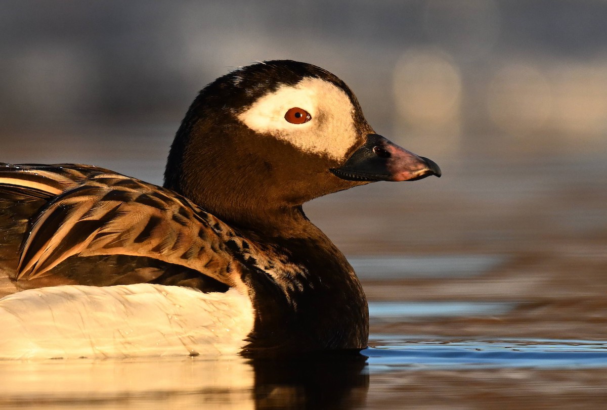 Long-tailed Duck - ML620243316
