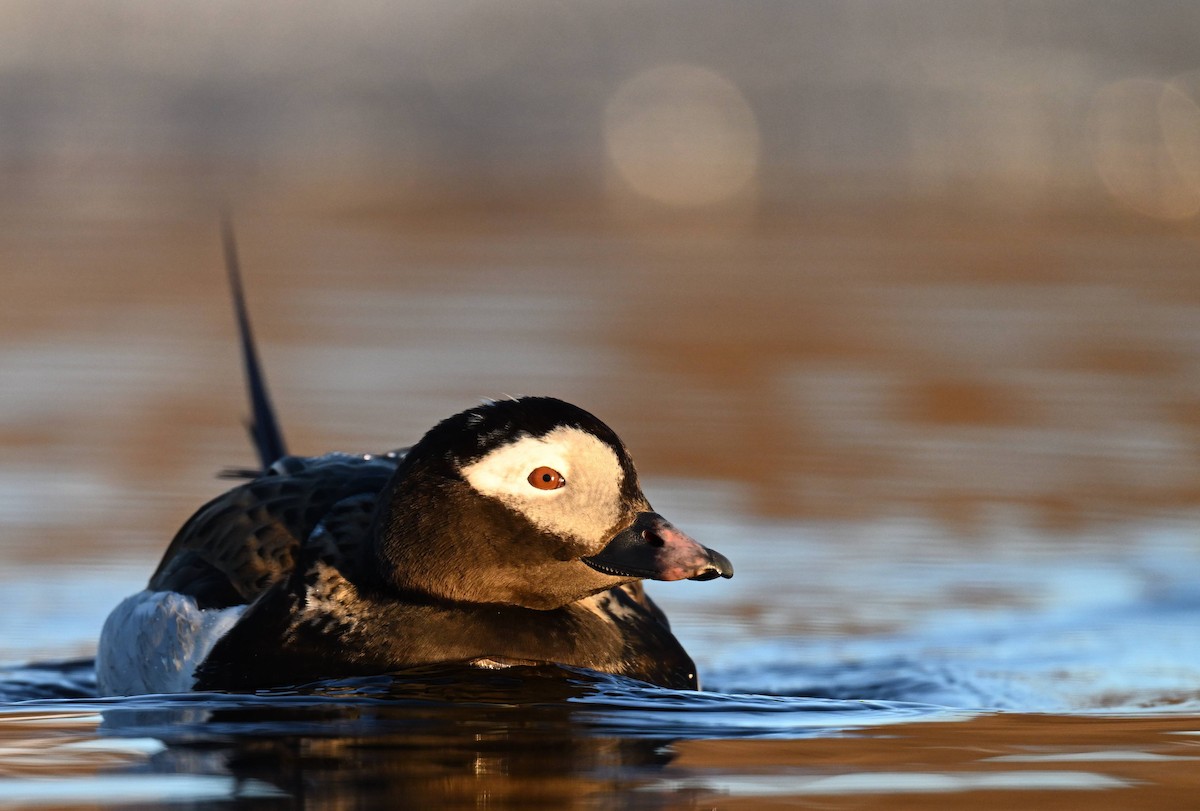 Long-tailed Duck - ML620243319
