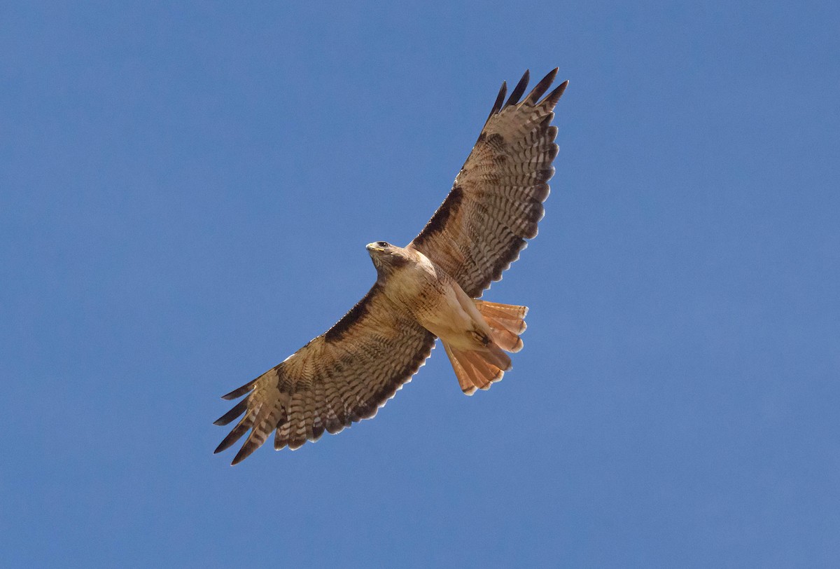 Red-tailed Hawk - ML620243327
