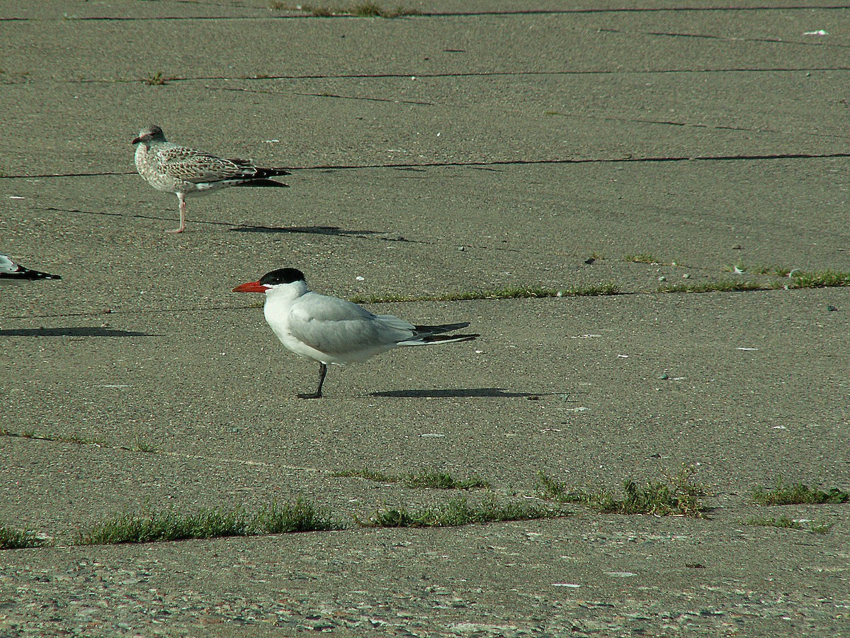 Caspian Tern - ML620243333