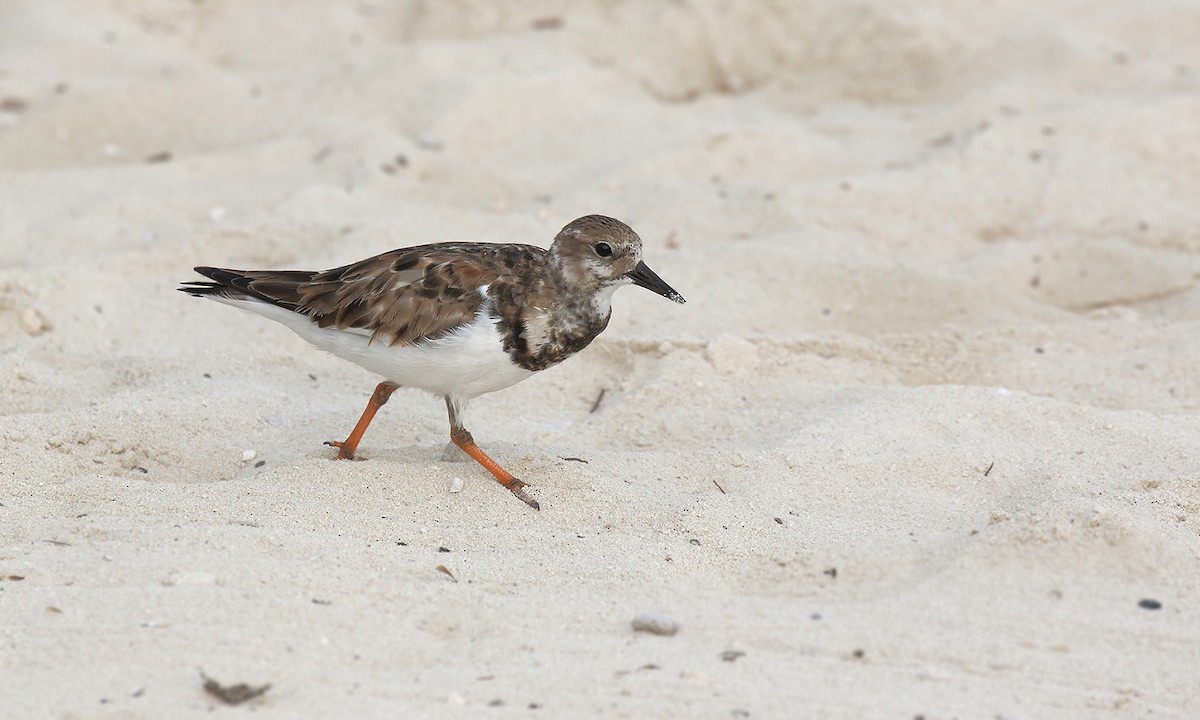 Ruddy Turnstone - ML620243341