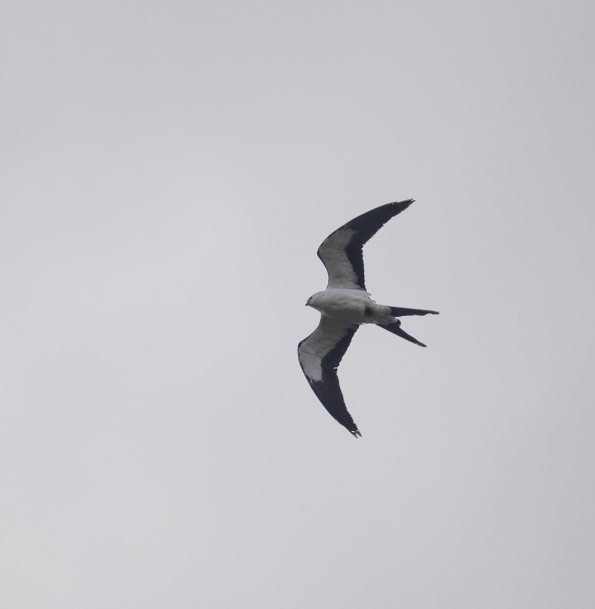 Swallow-tailed Kite - ML620243345